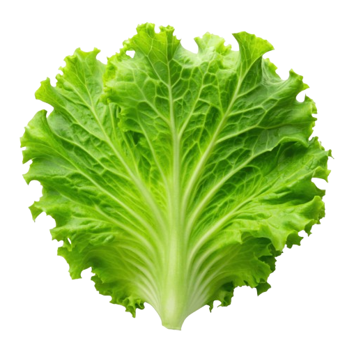 Lettuce