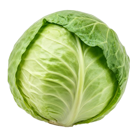 Cabbage